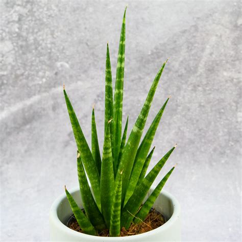 Sansevieria 'Pineapple' S - MikroKlimat