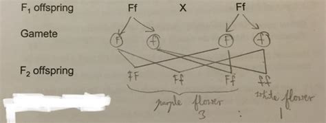 Monohybrid inheritance Flashcards | Quizlet 