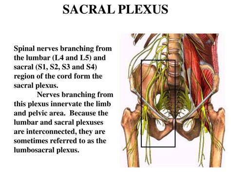 Ppt Lumbar And Sacral Plexuses Powerpoint Presentation Free Download