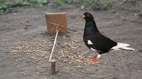 Unique Pigeon Trap Easy Pigeon Trapamazing Catching Technique