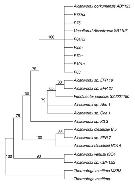 Maximum-parsimony phylogeny (based on complete 16S rDNA sequences) for ... 