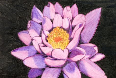 Lotus Flower Drawing Color at GetDrawings | Free download