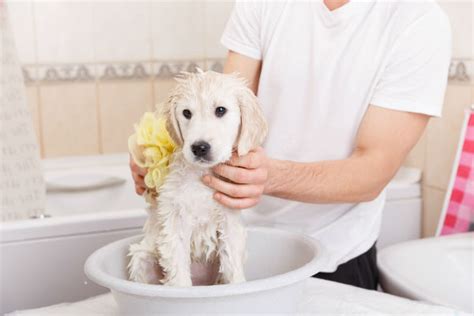 Quantos Meses Pode Dar Banho Em Filhote De Cachorro Revista Meu Pet