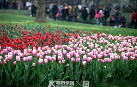 這個周日帶孩子去太子灣吧！快抱邀請10戶親子家庭一起種鬱金香，種完還能抱兩盆回家 每日頭條