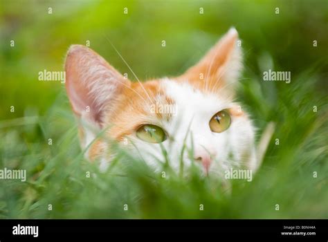 Cat Hiding In Grass Stock Photo Alamy