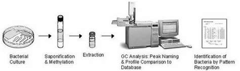 Microbial Identification System