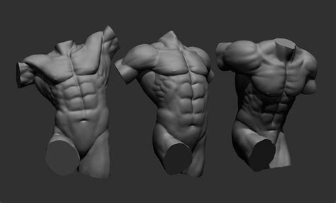 Male Torsos 3D Model CGTrader