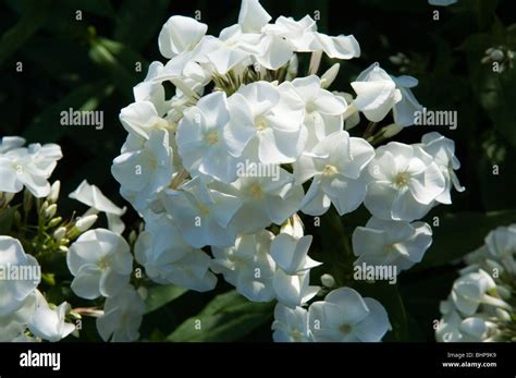 Phlox Phlox Paniculata White Admiral Growing In A Sunny Garden Border