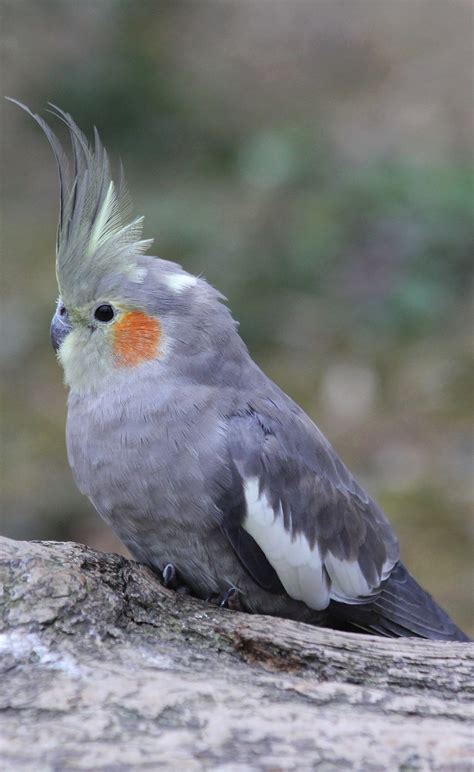 Picture of a beautiful cockatiel - About Wild Animals