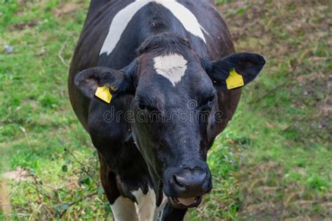 British Friesian cow stock photo. Image of pasture, head - 125110136