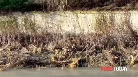 Caprioli Nell Alveo Del Montone Al Ponte Di Schiavonia Segnalazione