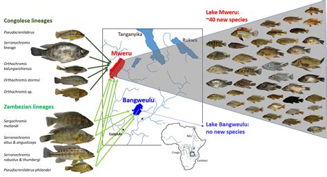 Fishing In Little Studied East African Lakes Reveals Striking