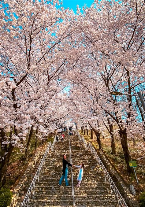 The 5 Best Places To Spot Cherry Blossom In South Korea (the Most ...