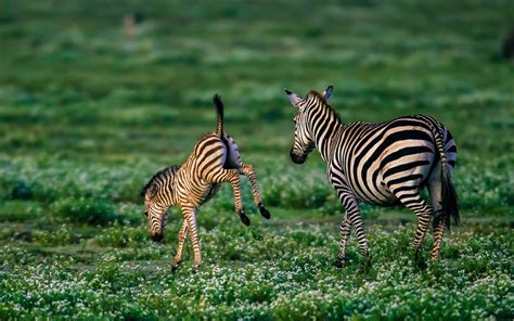 Baby Zebra Wallpaper - WallpaperSafari