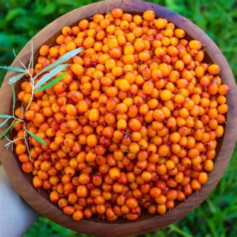 Sea Buckthorn Berries | Pacific Wild Pick