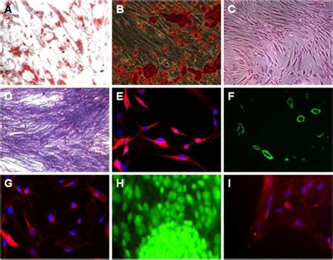 Endometrial Stem Cells In Regenerative Medicine Journal Of Biological