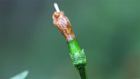 Stock video of chili plant with ripe chili and | 2839171 | Shutterstock