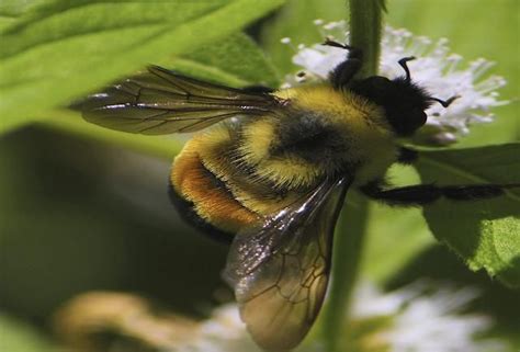 Rusty Patched Bumble Bee Officially Listed As Endangered | Bumble bee, Bee, Endangered