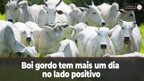 Boi gordo tem mais um dia no lado positivo no mercado físico e na B3