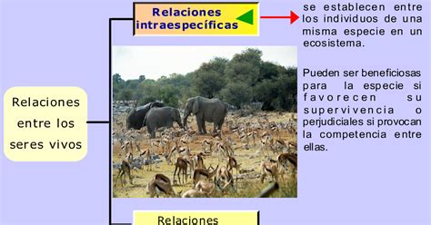 El Blog De Quinto Relaciones Entre Los Seres Vivos De Un Ecosistema