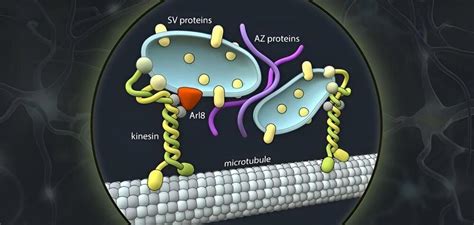 Mechanism decoded: How synapses are formed