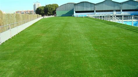 Consejos para Elegir un Buen Grass Sintético Todo Grass Sintético