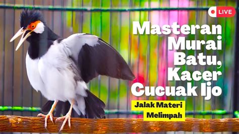 Jalak Suren Gacor Materi Melimpah Bagus Untuk Masteran Burung Dari