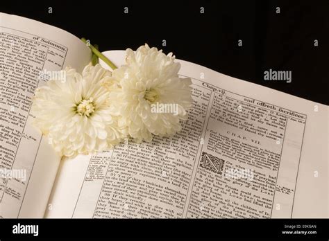 Two flowers on open Bible Stock Photo - Alamy