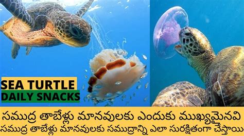 Why Are Sea Turtles Important For Humans In Telugu How Sea Turtles Make Ocean Safe For Humans