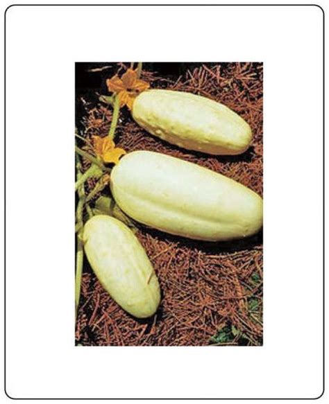 Cucumber White Wonder Great Heirloom Vegetable 200 Seeds