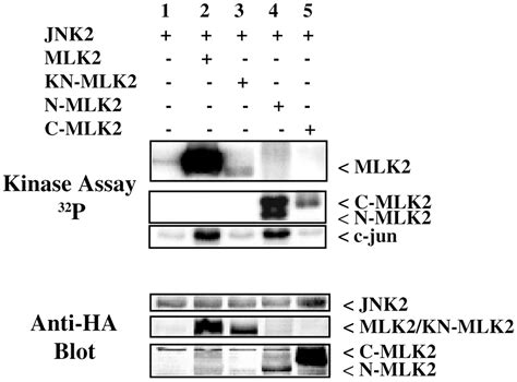 Activated JNK Phosphorylates The C Terminal Domain Of MLK2 That Is