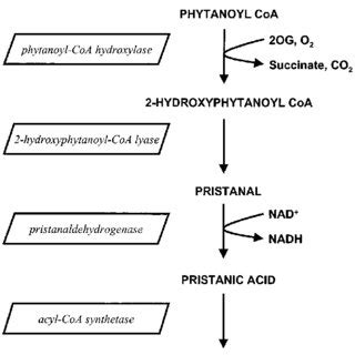 Structure of phytanic acid, a 3-methyl-branched-chain fatty acid and... | Download Scientific ...