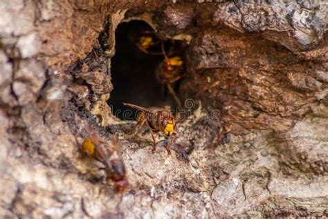 European Hornets Defend The Entry Of Their Hornets Nest Against Invaders And Are A Dangerous And