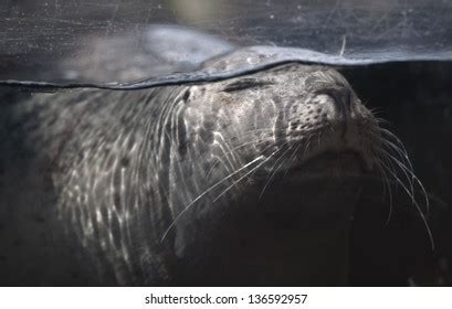 Seal Swimming Underwater Aquarium Stock Photo 136592957 | Shutterstock