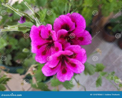 Three Beautiful Pink Flower Stock Image Image Of Beautiful Pink