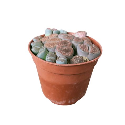 Lithops (Living Stone)