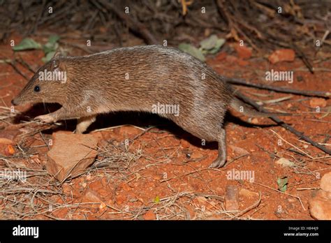 Golden Bandicoot Isoodon Auratus Running Alice Springs Desert Park