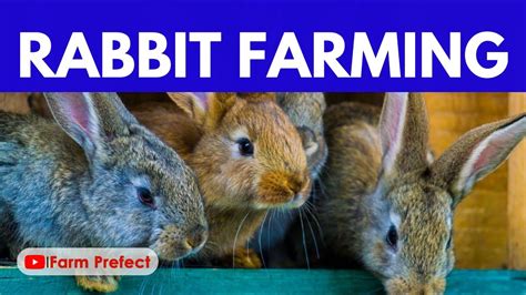 Starting A Rabbit Farm In Ghana 2024 Youtube