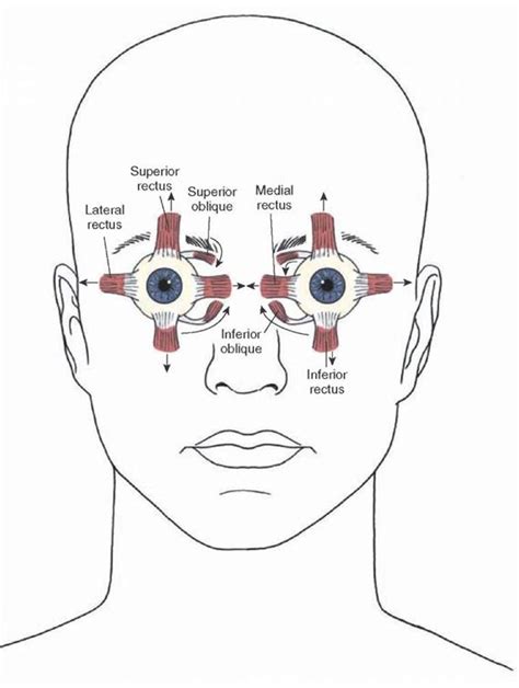 The cranial nerves organization of the central nervous system part 4 – Artofit