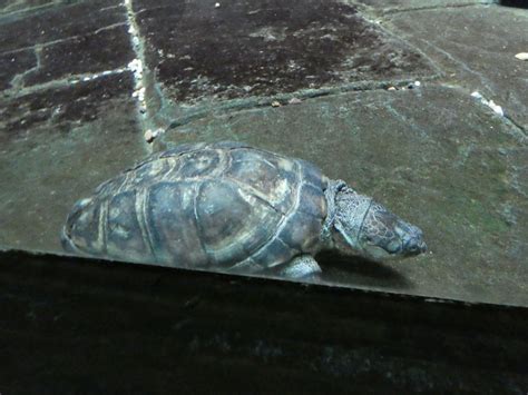 African helmeted turtle - ZooChat