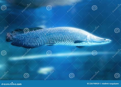 I Pesci Predatori Di Arapaima Gigas Nellacqua Blu Conosciuti Anche