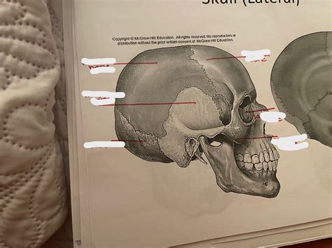 Lab Skull Lateral Diagram Quizlet