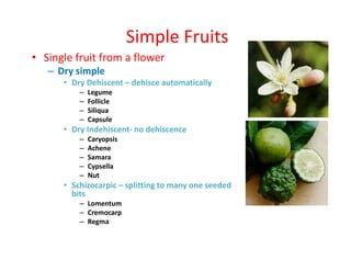 Morphology Of Fruits PPT