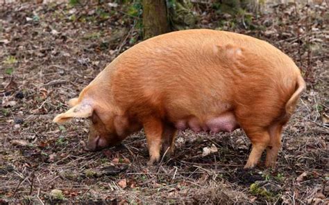 Best Tamworth Pig Stock Photos, Pictures & Royalty-Free Images - iStock