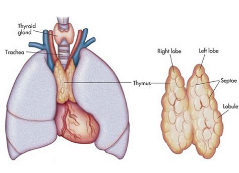 Thymus Function