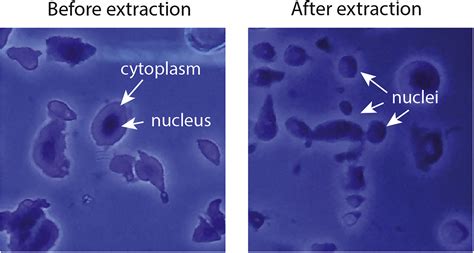 Cell Press Star Protocols