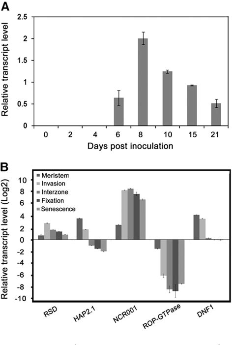 Figure From The C H Transcription Factor Regulator Of Symbiosome