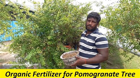 How To Fertilize Pomegranate Trees Fertilizing Schedule And Guide