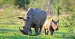 Discover the Rhinoceros: Facts, Habitats, and Conservation