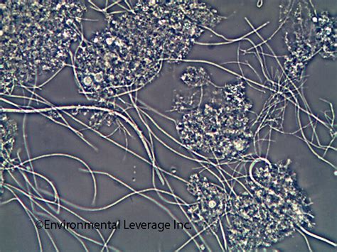 Filamentous Identification